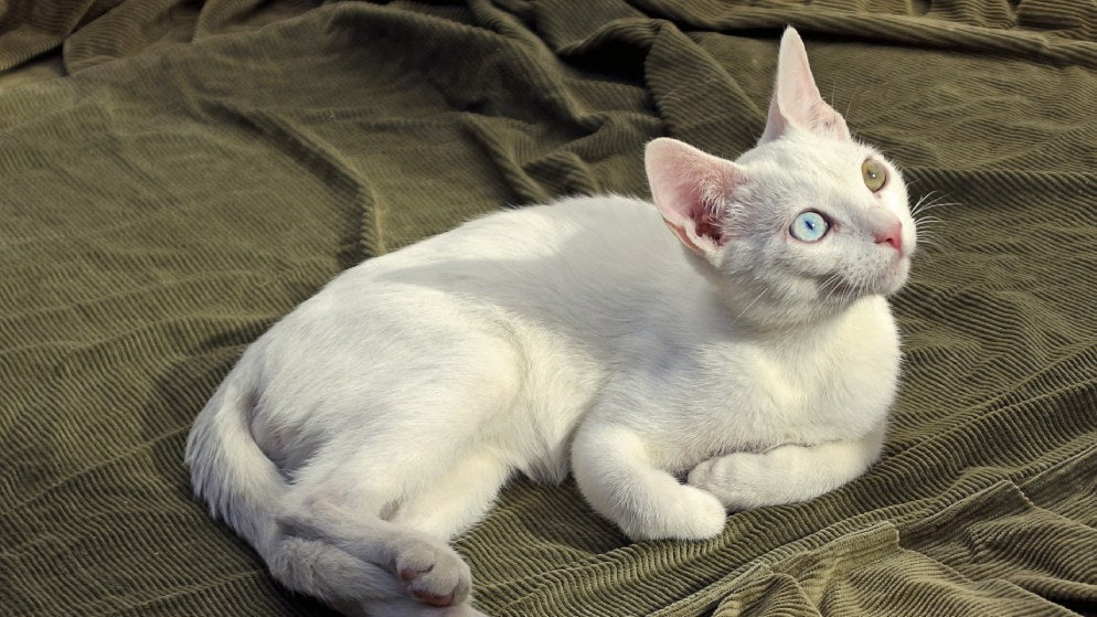 Eine Katze der Rasse Khao Manee liegt auf einer Decke.