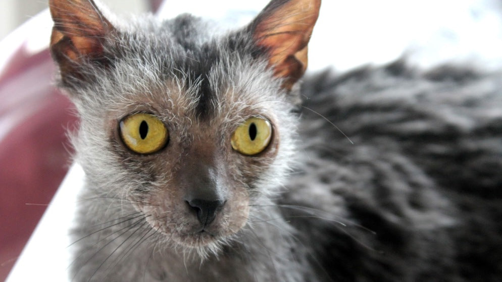 Eine Katze der Rasse Lykoi.