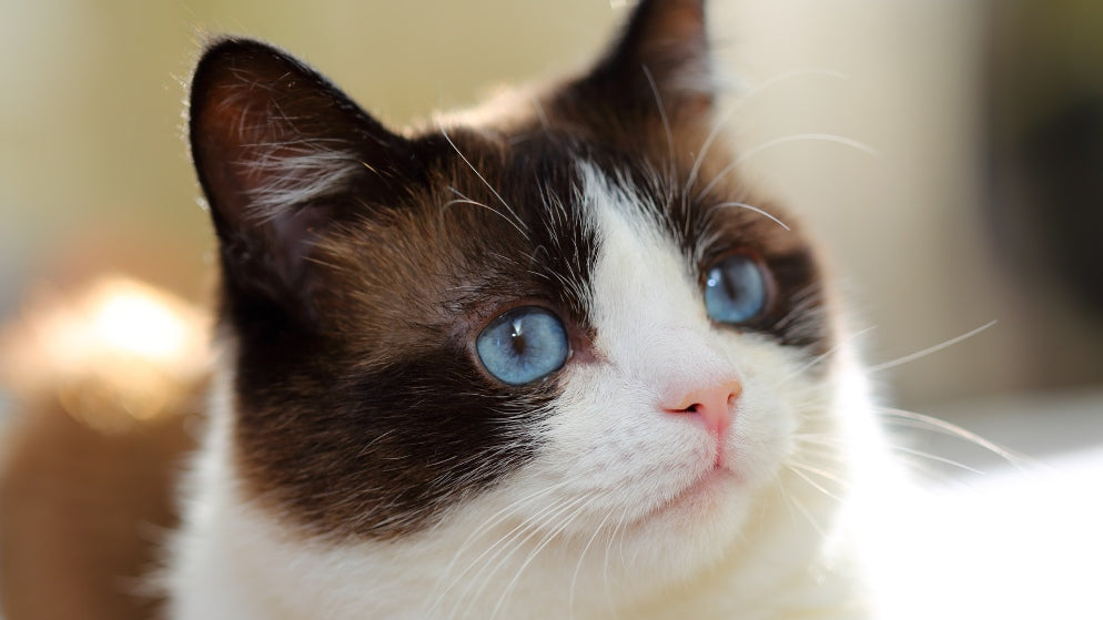 Eine Katze der Rasse Snowshoe.