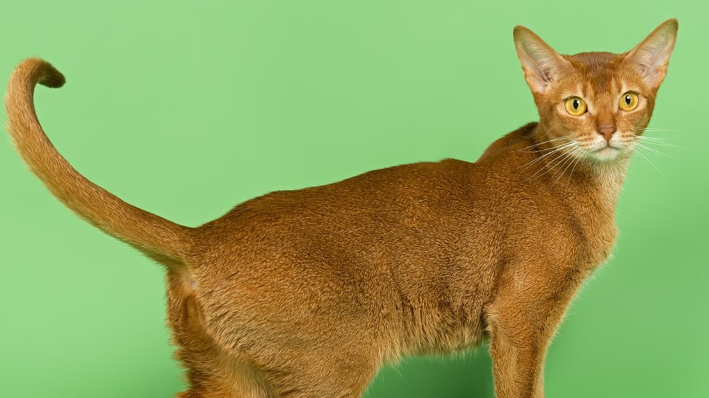 Eine Katze der Rasse Abessinier.