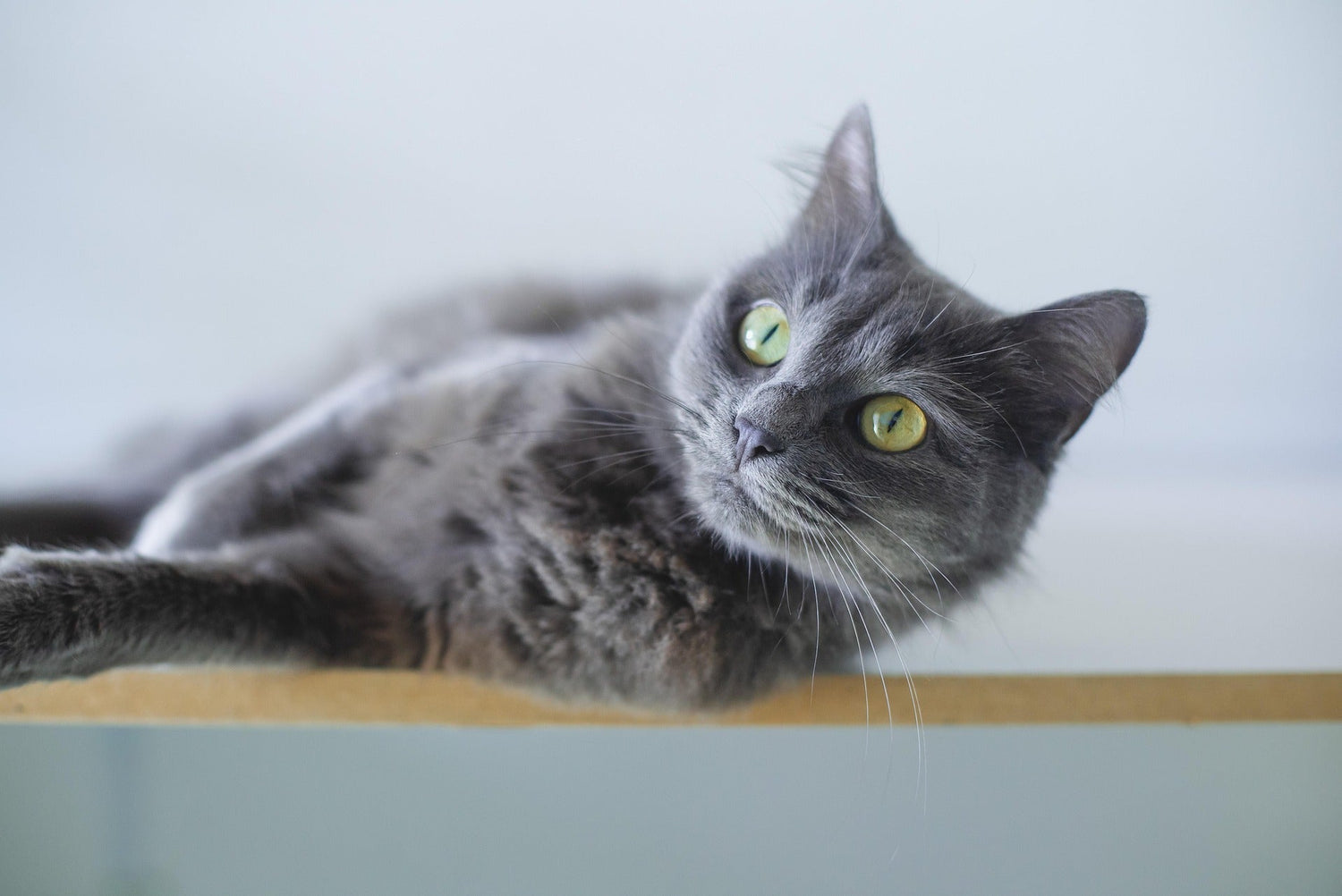 Wie erkennt man Hüftgelenksdysplasie bei Katzen?