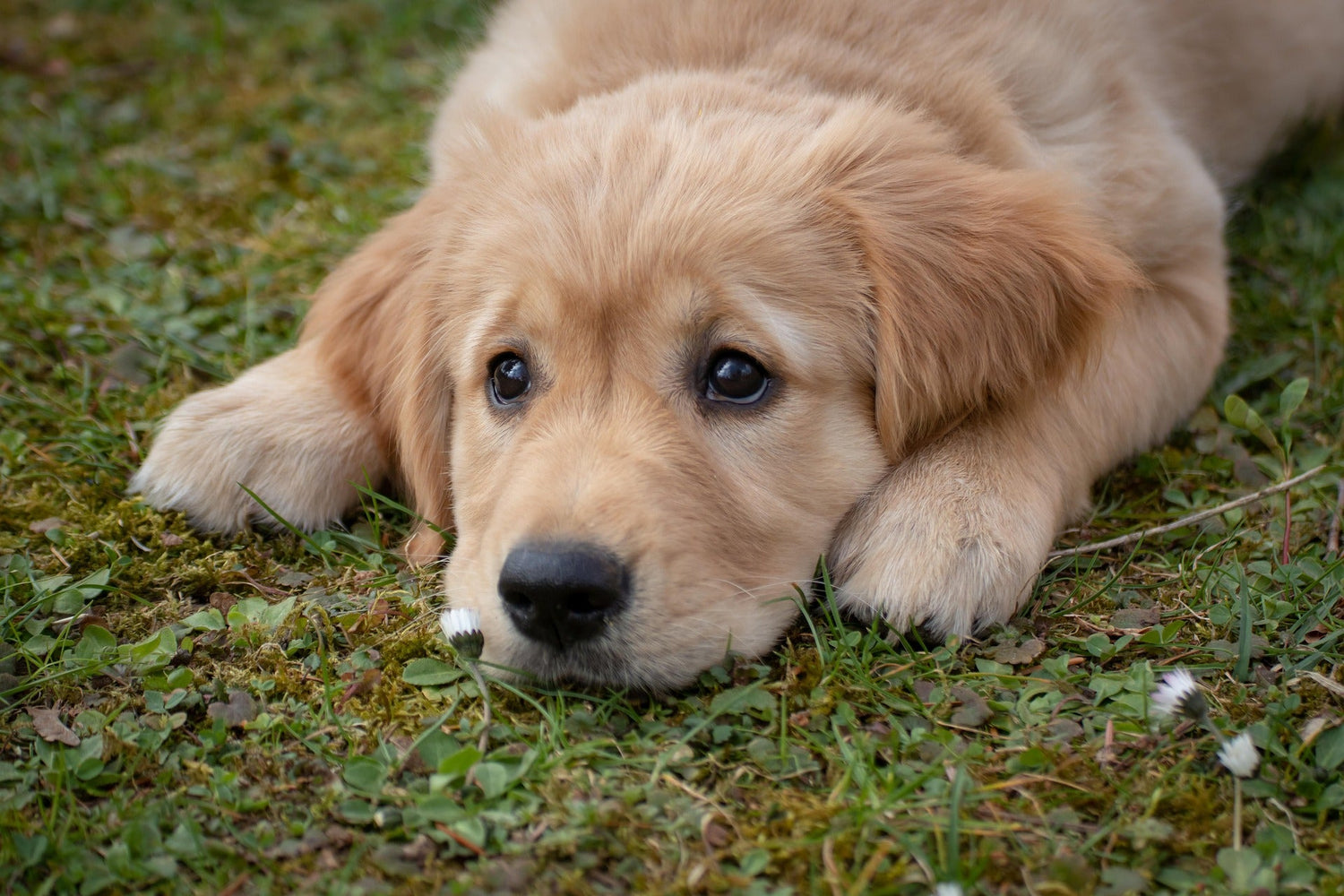 Durchfall beim Hund – Hausmittel vs. Tierarzt