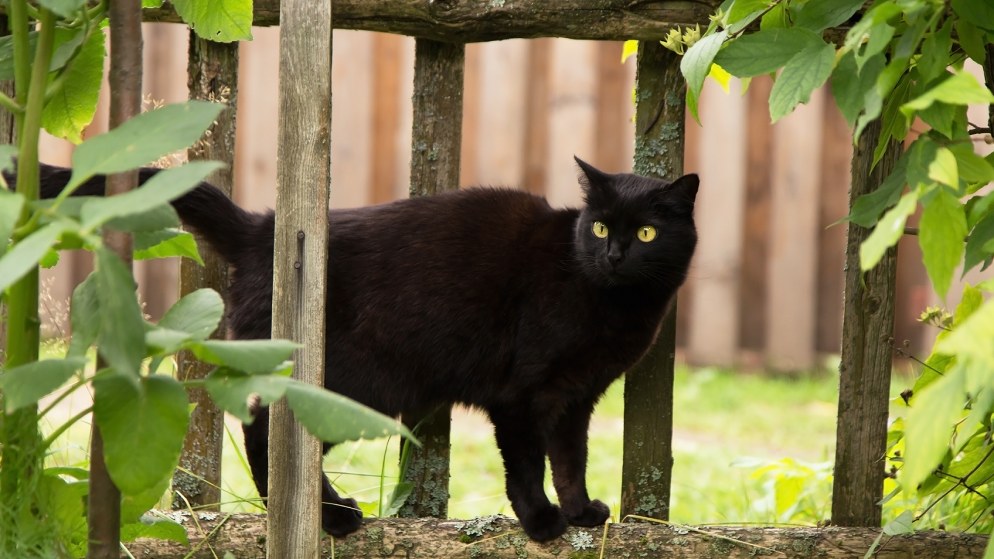 Eine Katze der Rasse Bombay in der Natur.