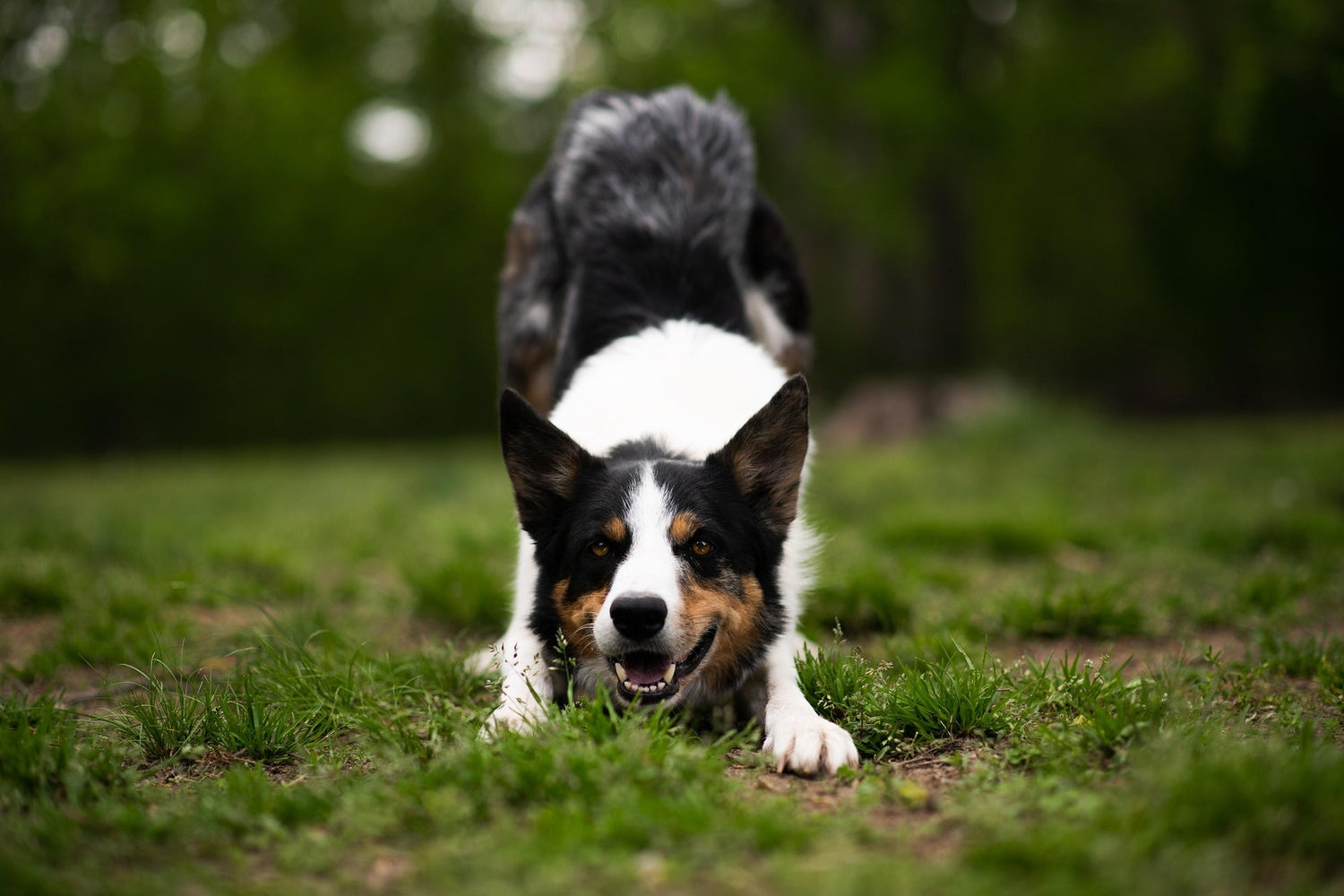 Histaminintoleranz beim Hund – Mythos oder Realität?