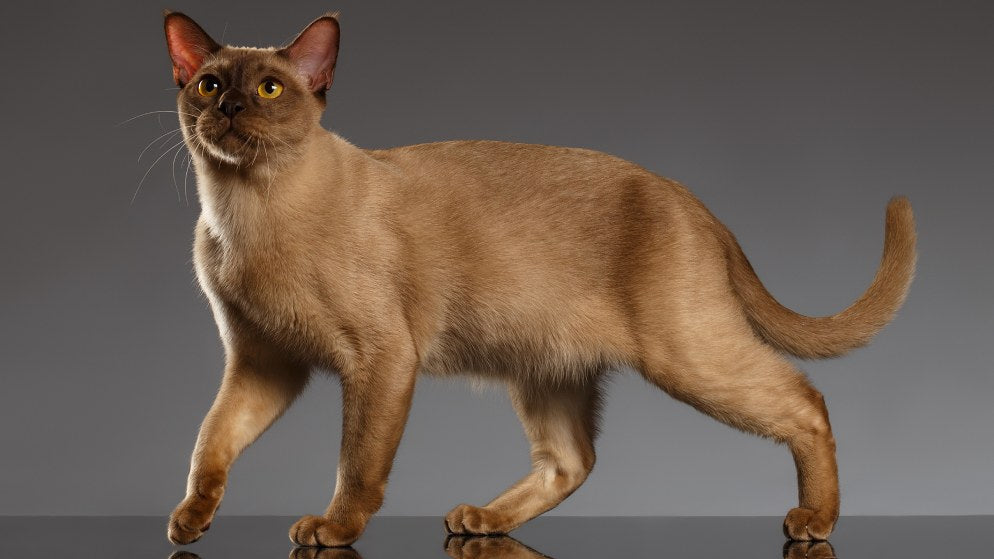 Eine Katze der Rasse Burma.