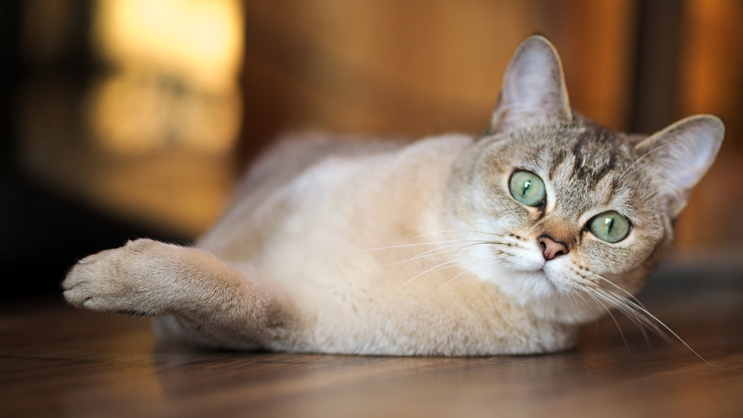 Eine Katze der Rasse Burmilla liegt auf einem Fußboden.