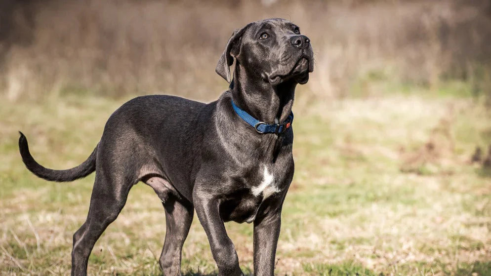 Ein Cane Corso steht auf einer Wiese und schaut nach oben.