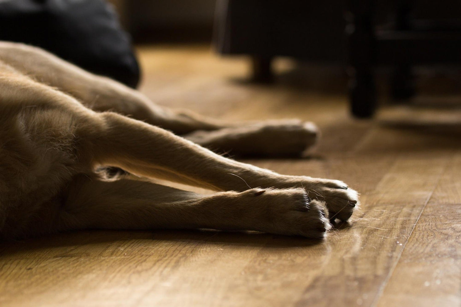 Arthrose beim Hund – Symptome, Stadien & Unterstützung