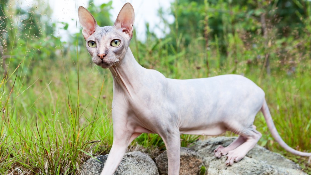 Eine Katze der Rasse Don Sphynx in der Natur.