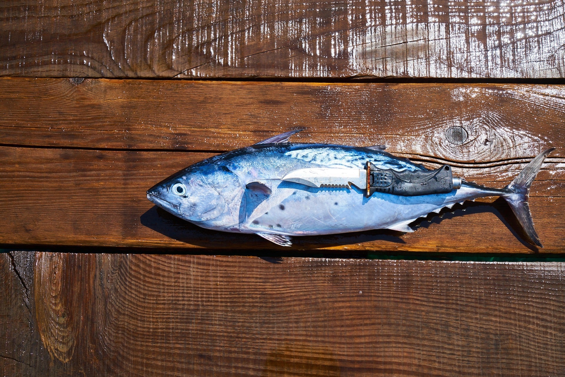 Omega-3 – warum EPA & DHA wichtig sind