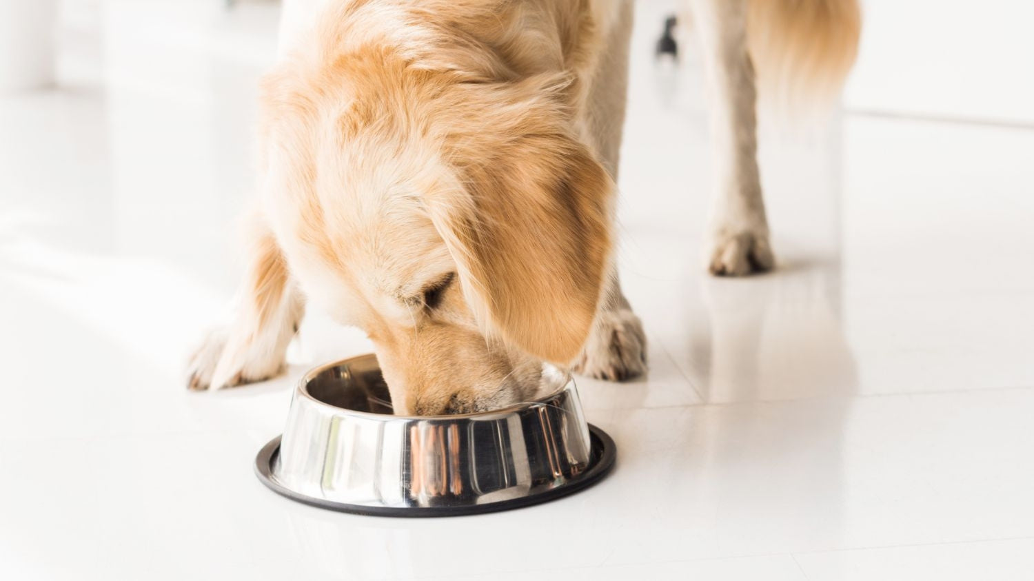 Die richtige Ernährung für deinen Golden Retriever