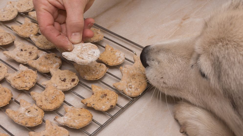 Ein Hund schnüffelt an einem Backgitter voll selbstgebackener Hundekekse.