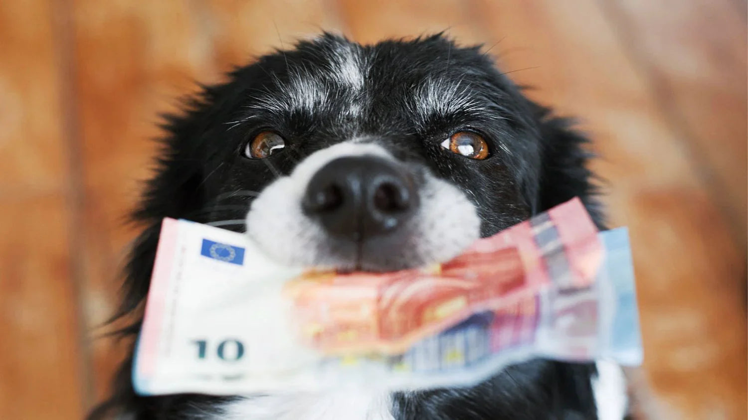Hund mit einem Geldschein im Maul.