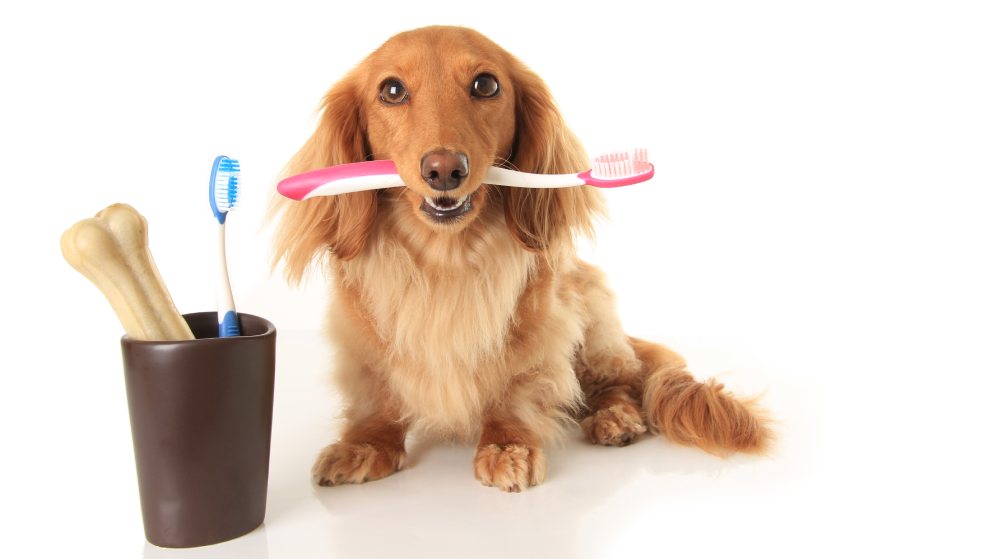 Warum eine Hundezahnbürste sinnvoll ist
