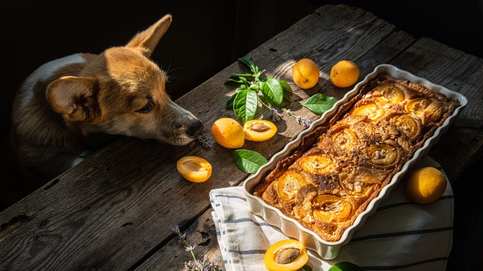Ein Hund riecht an Aprikosen, die neben einem Aprikosenkuchen auf dem Tisch liegen.