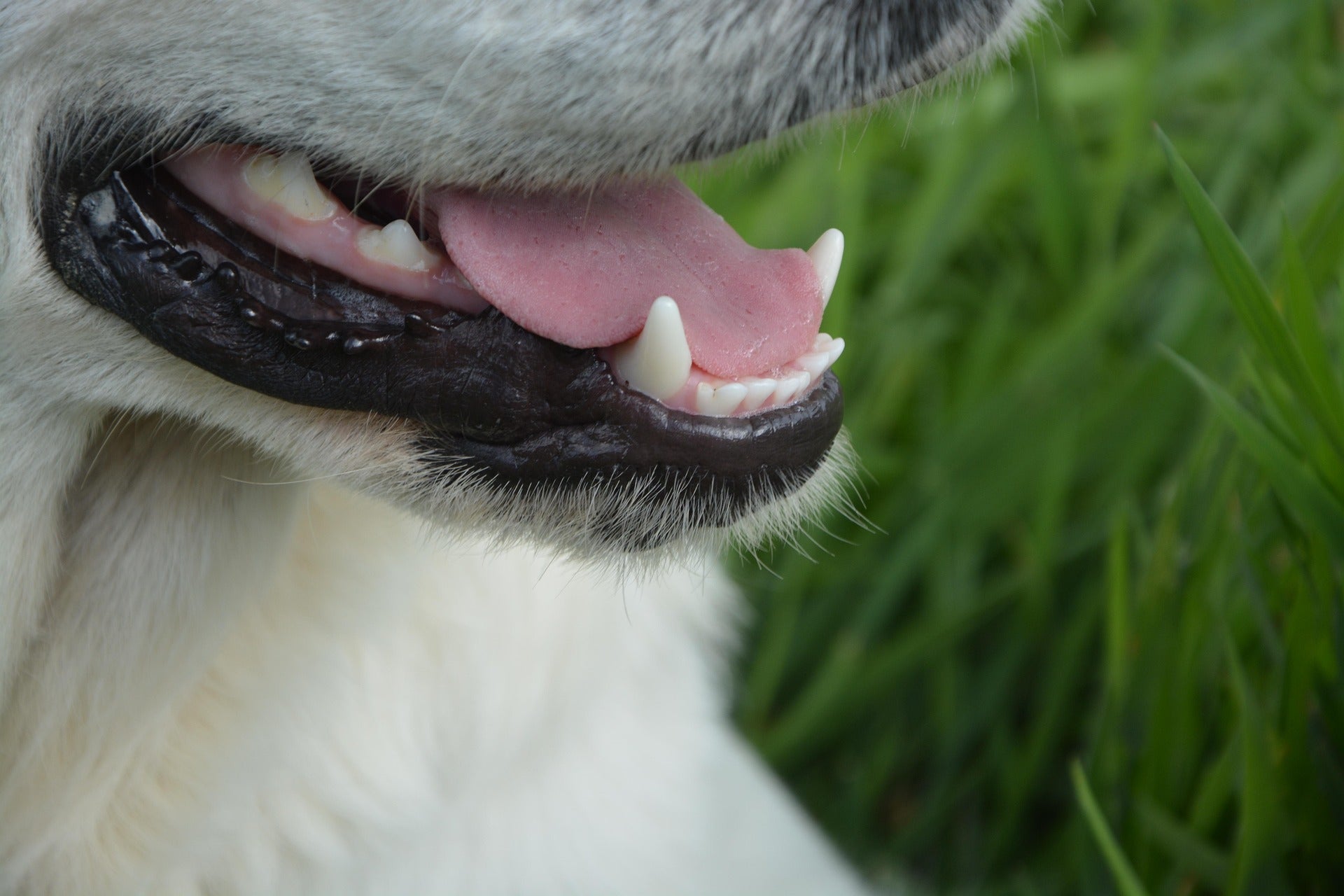 Richtig Zähneputzen beim Hund – Schritt-für-Schritt