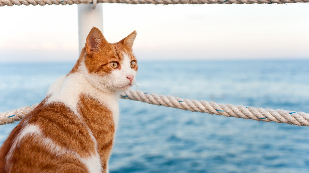 Tipps für eine Kreuzfahrt mit Katze