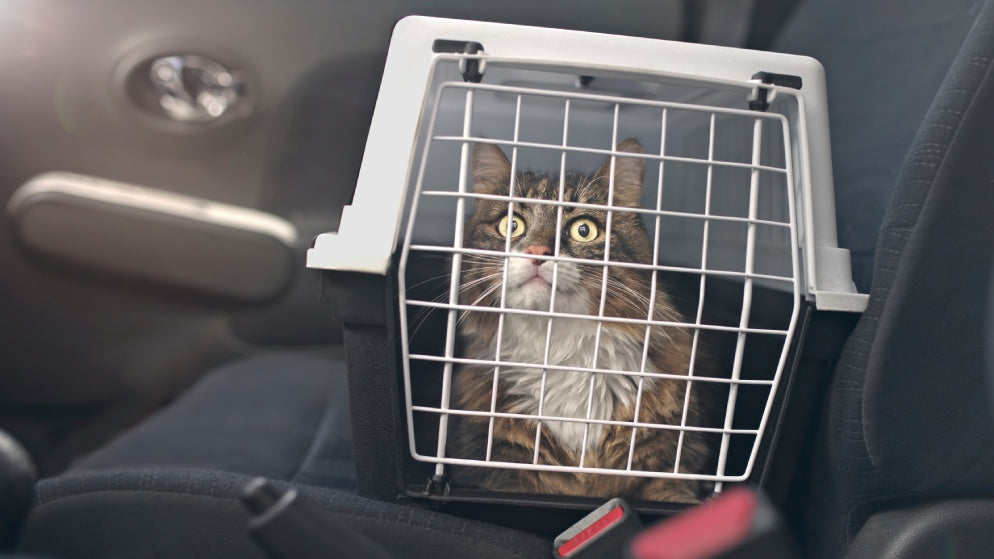 So transportieren Sie ihre Katze sicher im Auto