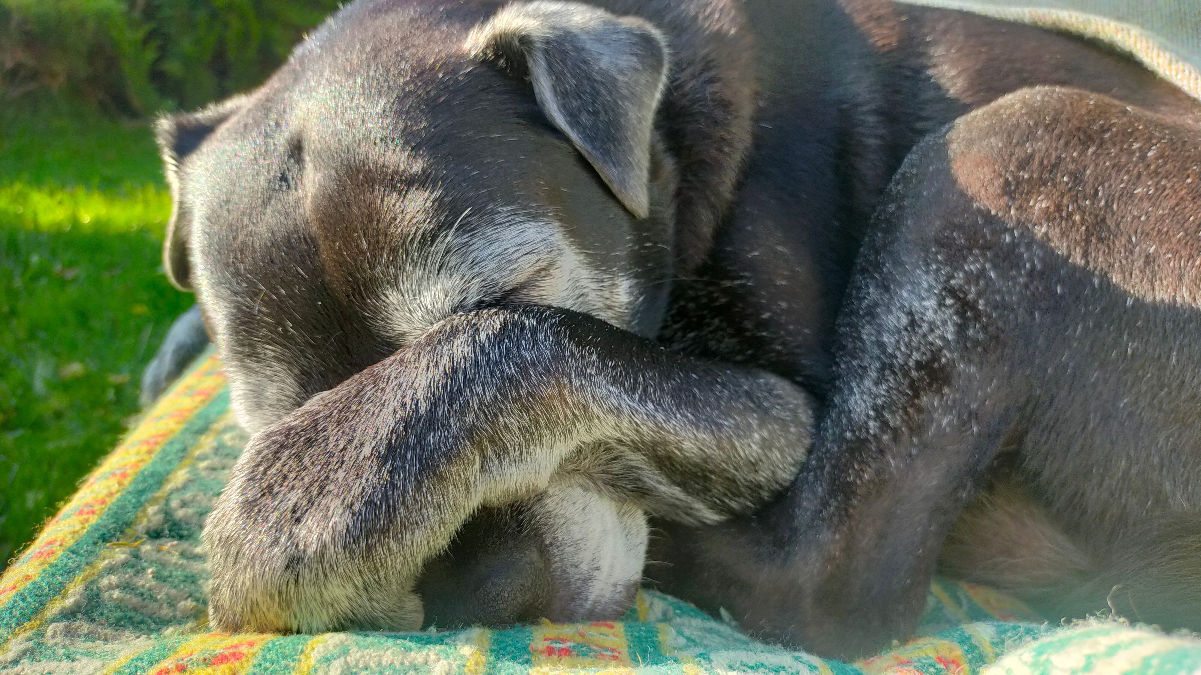 Herzgeräusch beim Hund – immer schlimm?