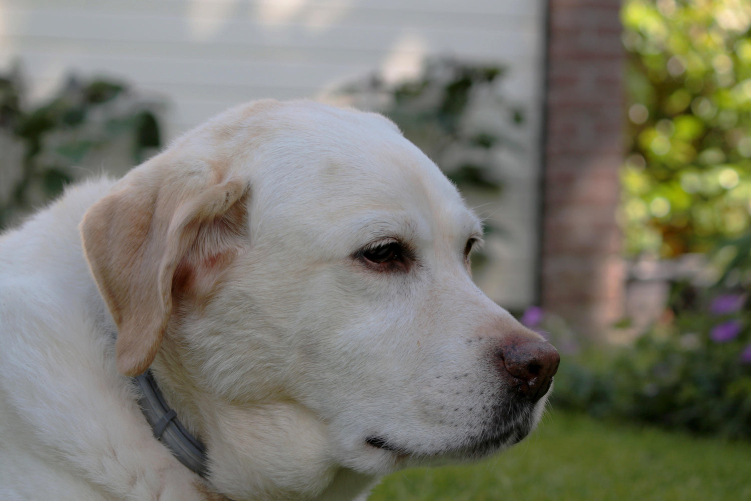 Der Senior-Hund – was ändert sich?