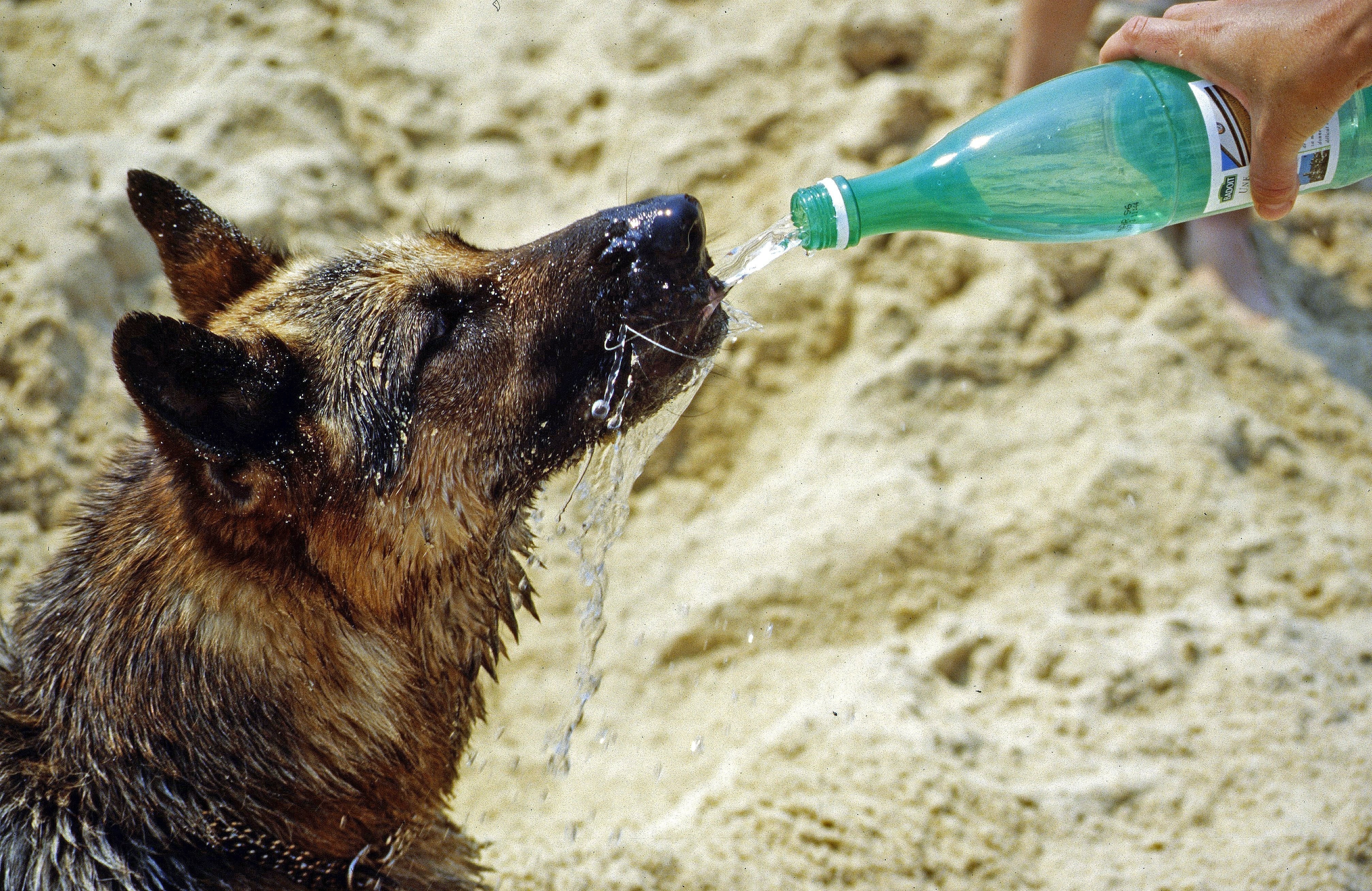 Wie erhöhe ich die Trinkmenge meines Hundes?