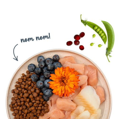 Sanabelle Adult mit Forelle