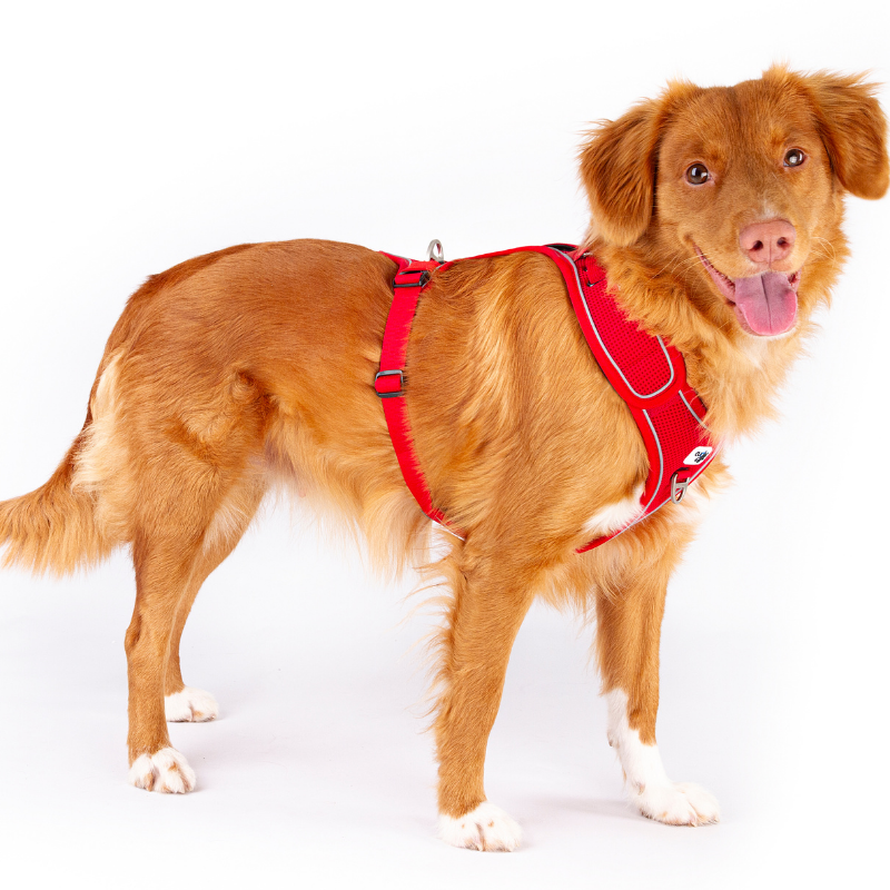 Curli Belka Geschirr Adjustable Neck