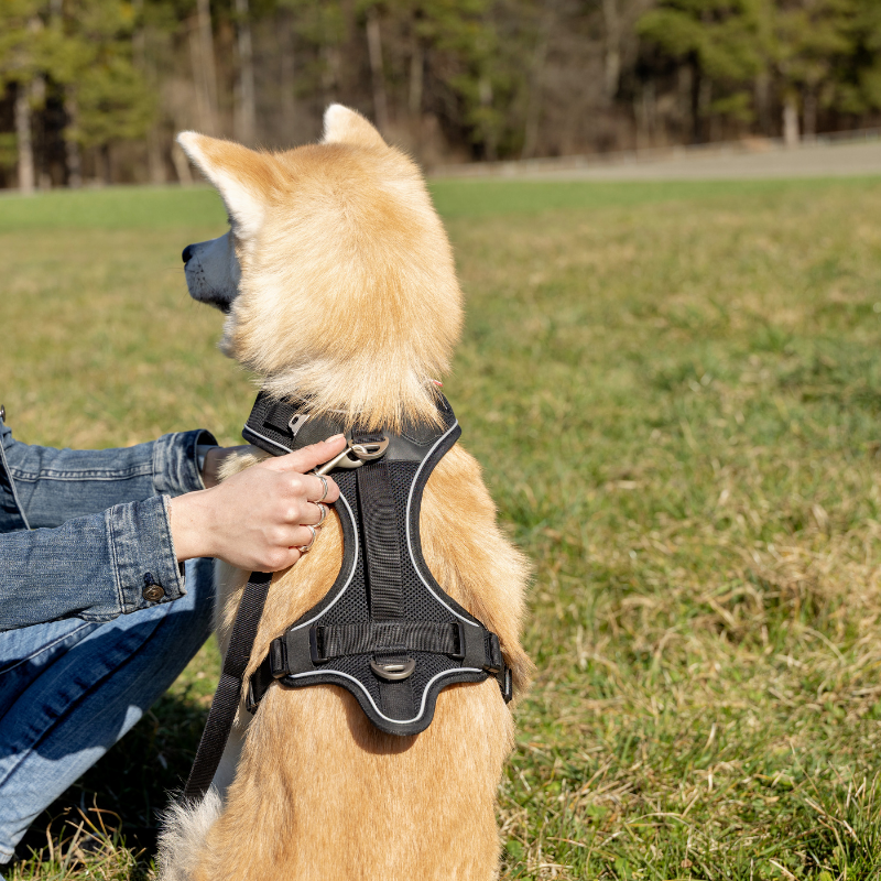 Curli Belka Geschirr Adjustable Neck