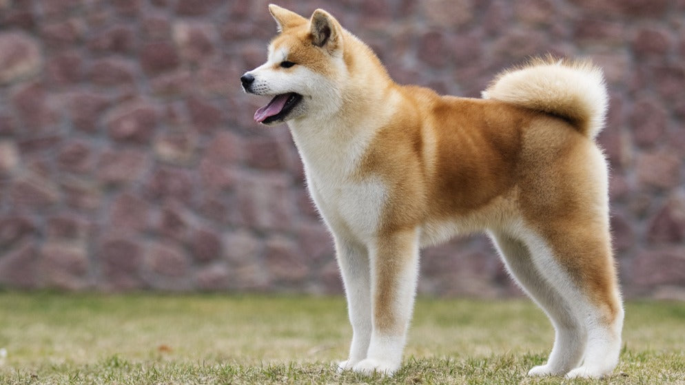Ein Hund der Rasse Akita-Inu in der Natur.