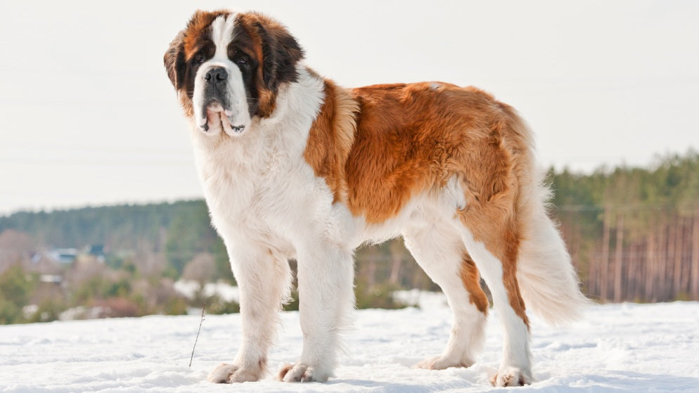 Ein großer Bernhardiner-Hund mit braun-weißem Fell steht im Schnee.