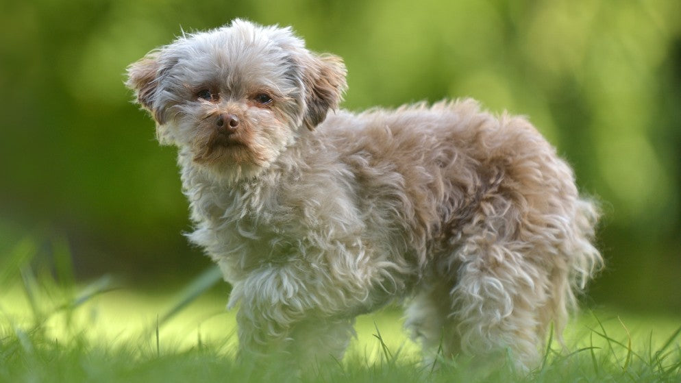 Ein Hund der Rasse Bolonka Zwetna mit weißem Fell auf einer Wiese.