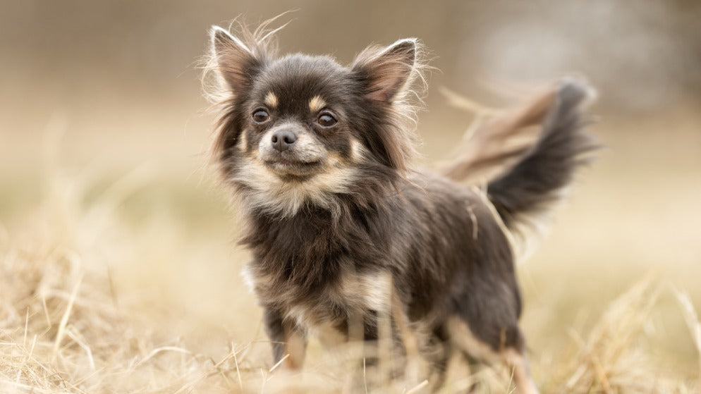 Ein Hund der Rasse Chihuahua in der Natur.
