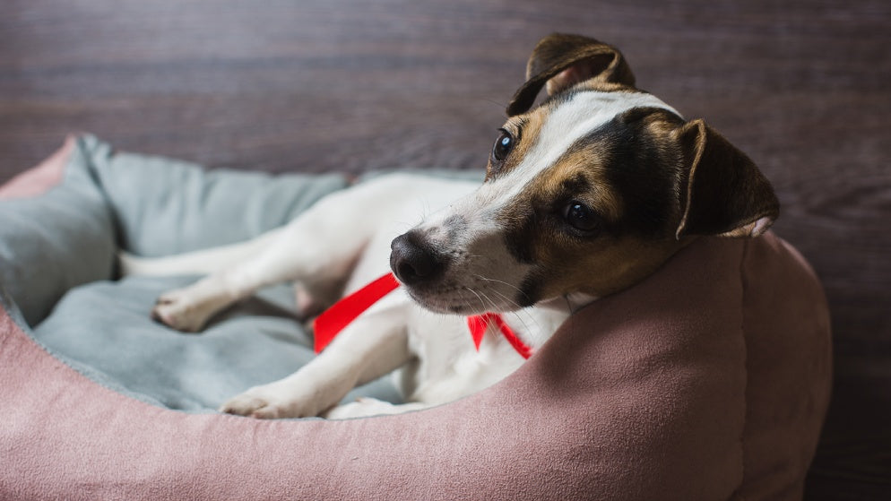 Das Hundebett – der wichtigste Ort für Ihren Hund