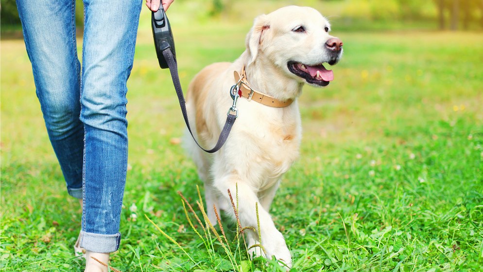 Ein Spaziergang bei dem der Hund eine Flexileine trägt.