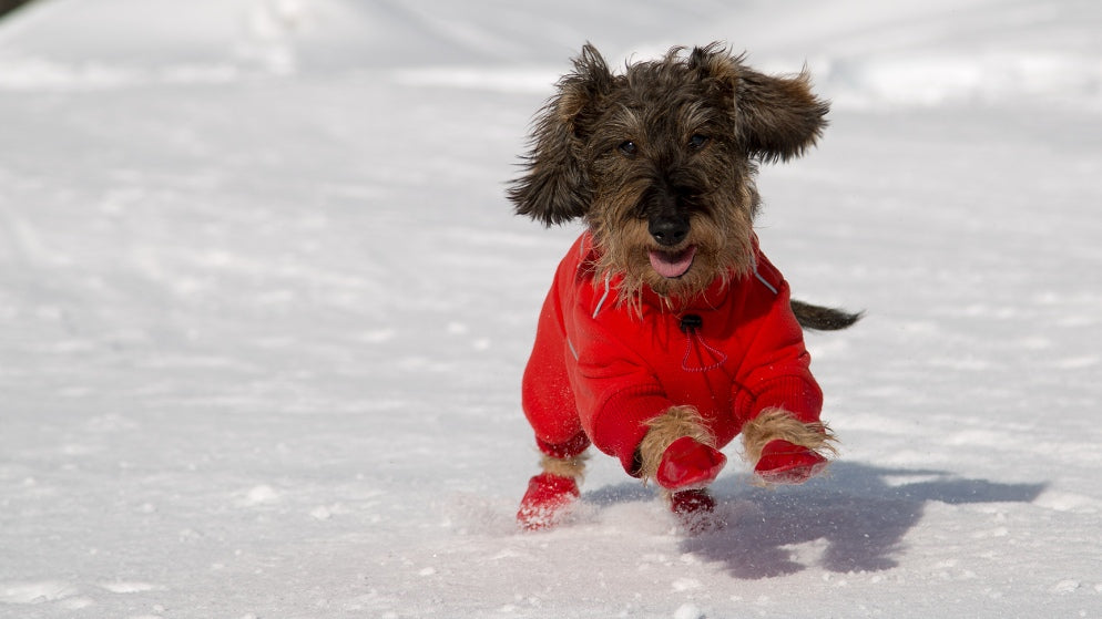Ein kleiner Hund tollt im Schnee mit Hundeschuhen zum Schutz vor der Kälte.