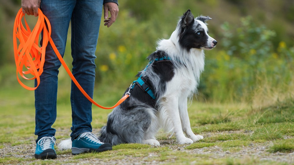 Ein Hund beim Schleppleinentraining mit seinem Besitzer.