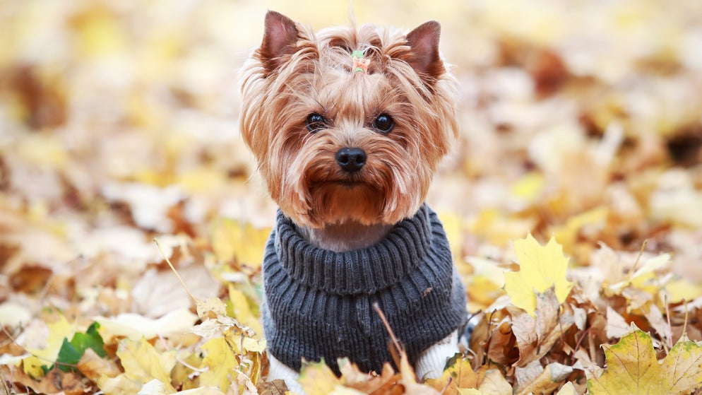 Ein kleiner Hund trägt einen Hundepullover und ist von Laubblättern umgeben.
