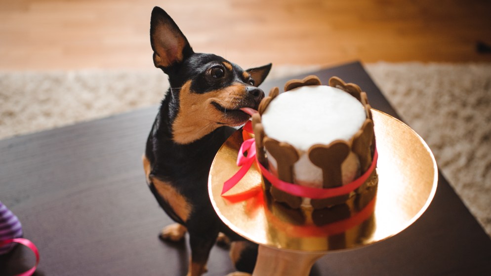 Ein Hund schleckt begeistert an einem selbstgemachten Hundekuchen.
