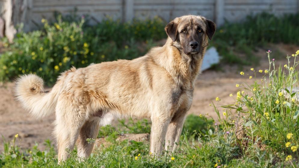 Ein Hund der Rasse Kangal in der Natur.