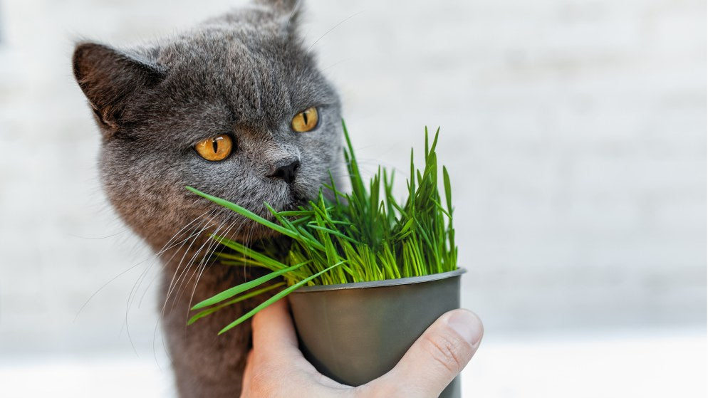 Katzengras - warum es für Ihre Katze sinnvoll ist