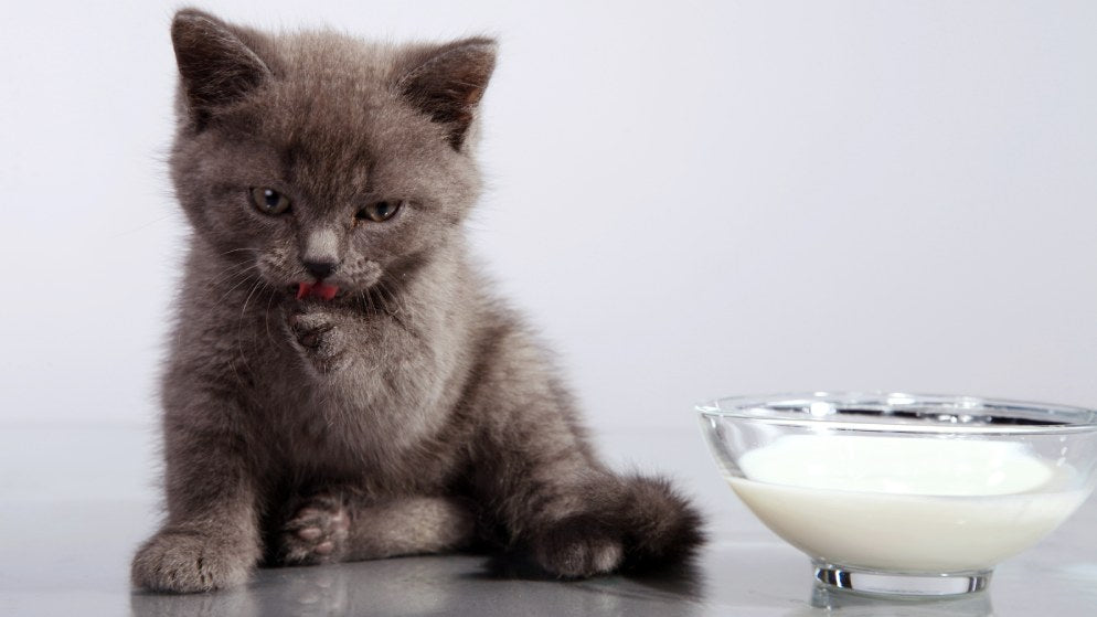 Katzenmilch - eine sinnvolle Ergänzung für Ihre Katze?