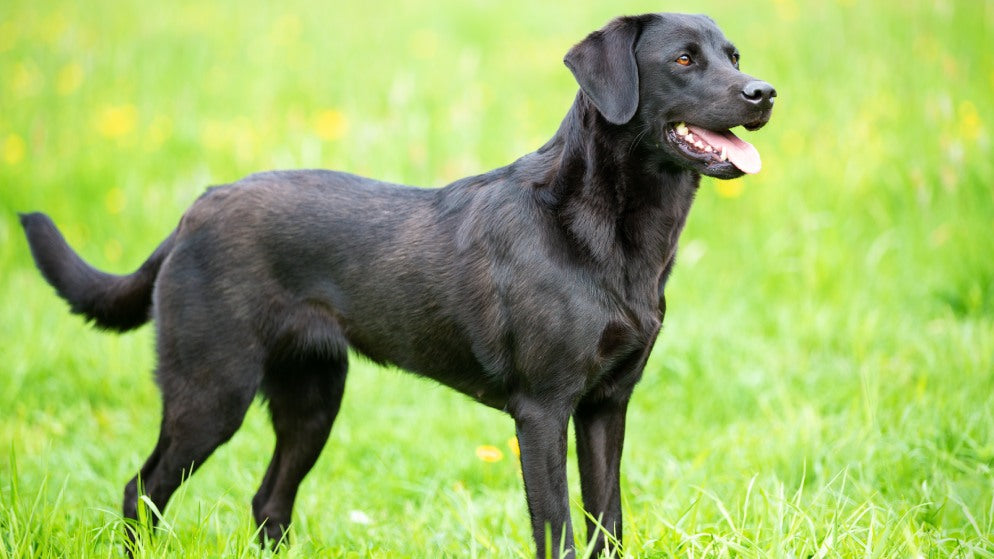 Ein Hund der Rasse Labrador Retriever in der Natur.