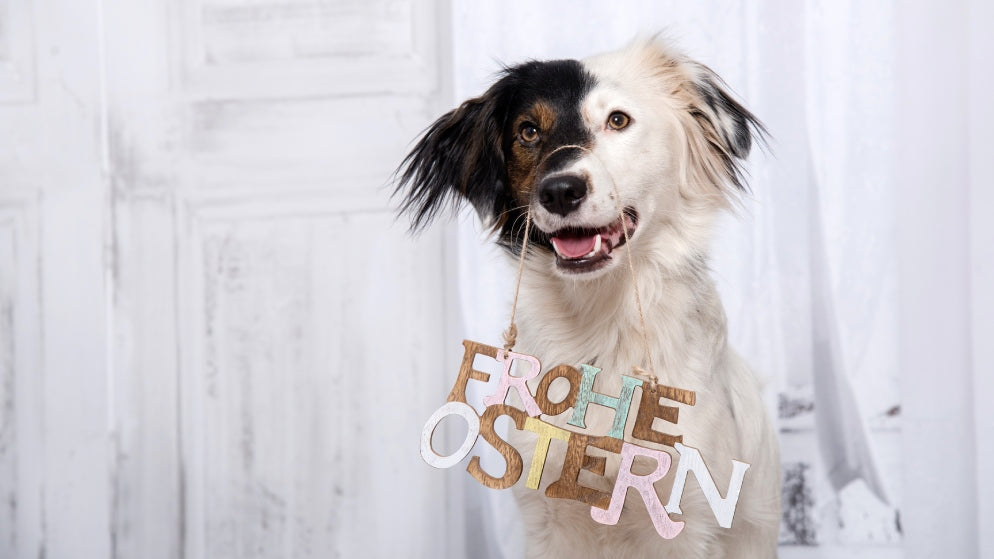 Ein Hund trägt ein "Frohe Ostern" Schild über seine Nase gehängt durch die Wohnung.