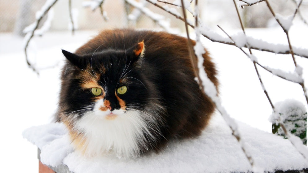 Eine Katze der Rasse RagaMuffin liegt im Schnee.