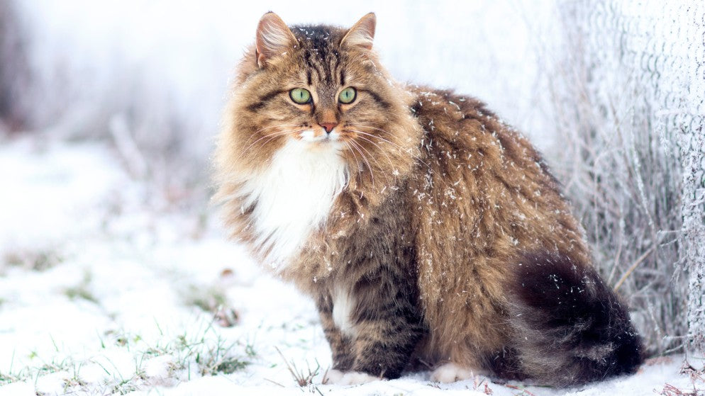Eine Sibirische Katze sitzt im Schnee.