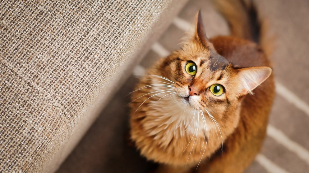 Eine Katze der Rasse Somali sitzt neben einem Sofa.