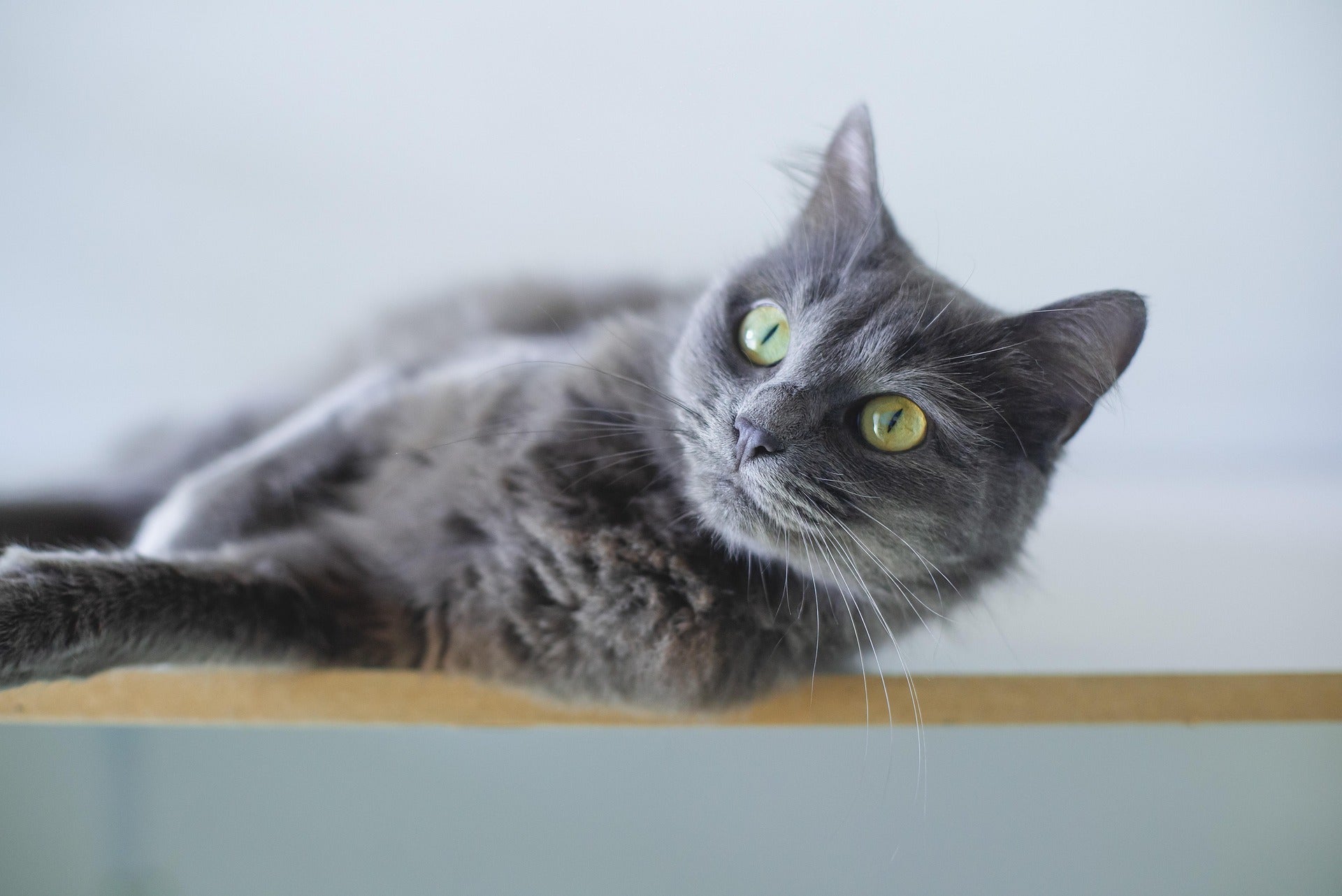 Wie erkennt man Hüftgelenksdysplasie bei Katzen?