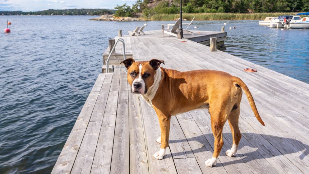 Ein Hund der Rasse American Bulldog steht auf einem Steg.