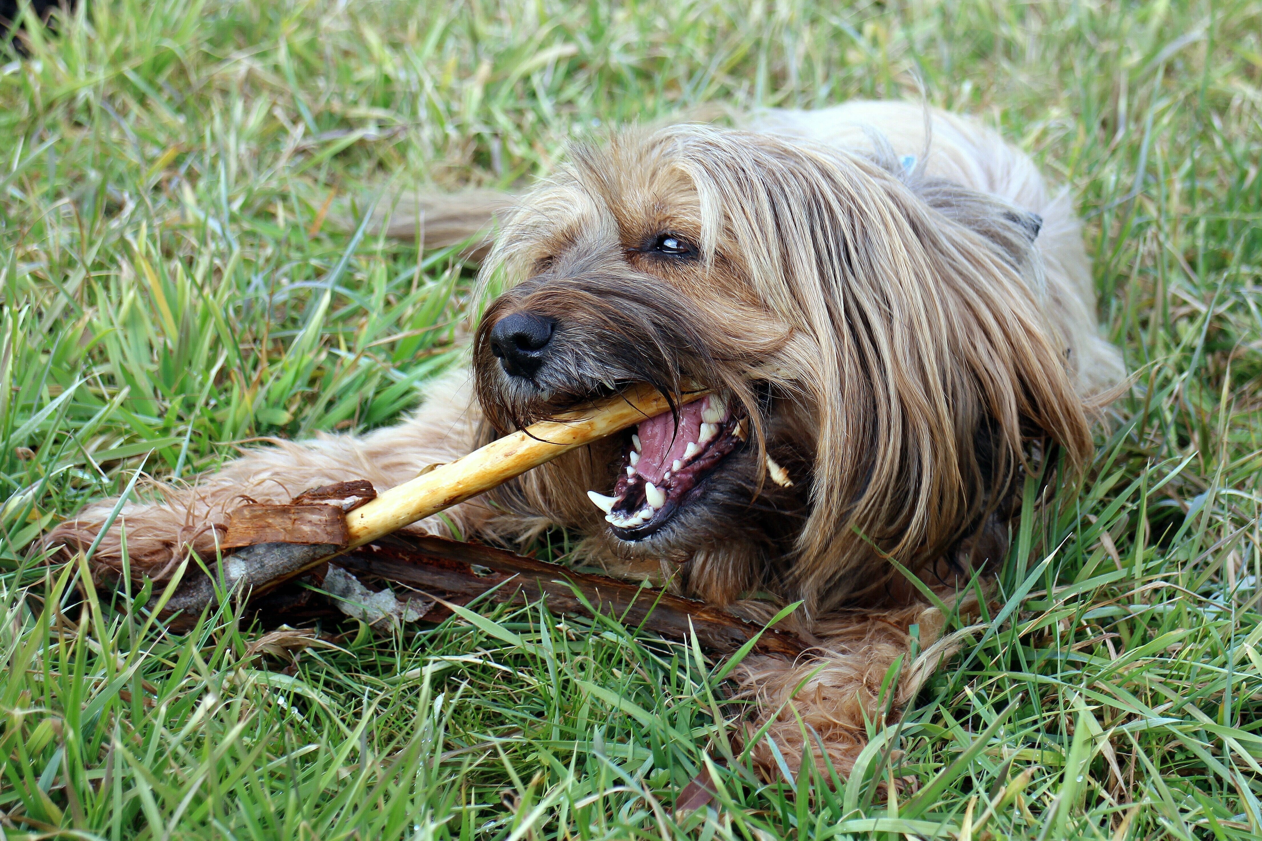 Zahnstein beim Hund – entfernen oder vorbeugen?