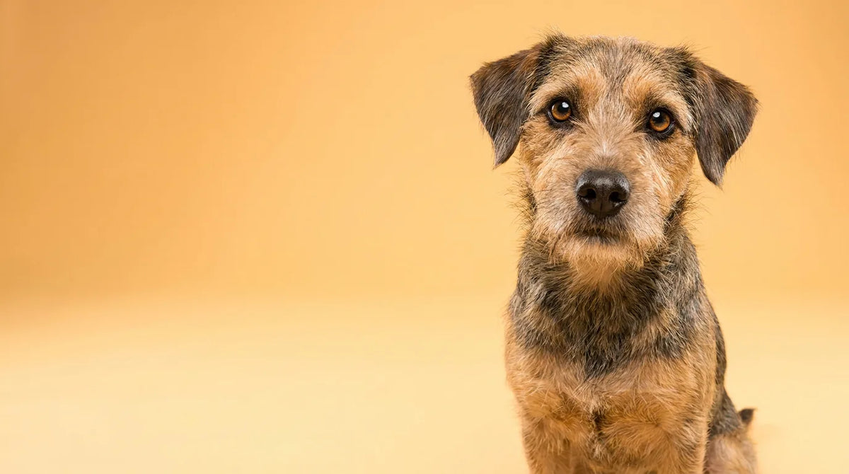 Aufmerksamer Hund: Titelbild zur Frage nach dem passenden Hundefutter (KI-generiert)